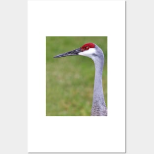 Sandhill Crane Posters and Art